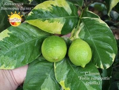 C.limon Foliis variegatis gialla - 